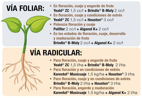 Estrategias De Nutrici N Y Estimulaci N Para Cultivos Hort Colas Kenogard