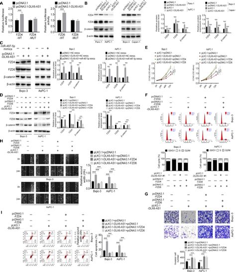 Dlx6 As1 Promega Bioz