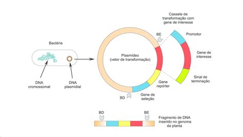O Que É Um Plasmídeo - -DNA plasmidial contendo o cassete de transformação (plasmídeo Ti ...