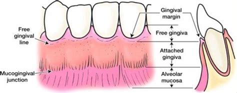 LO 1 Anatomy Of The Periodontium Flashcards Quizlet