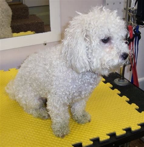 The Healthy Dog: Bichon Frise before and after a good bath using Isle Of Dogs shampoo