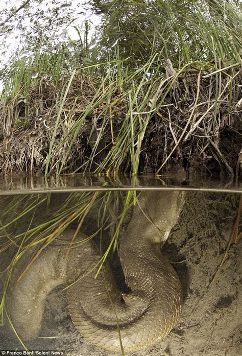 Unbelievable 26 Foot Anaconda Found in Mato Grosso,Brazil - Unusual Facts