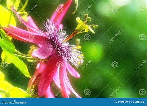 Close Up Macro Photo Of A Pink Passion Flower Stock Image Image Of Passifloraceae Colorful