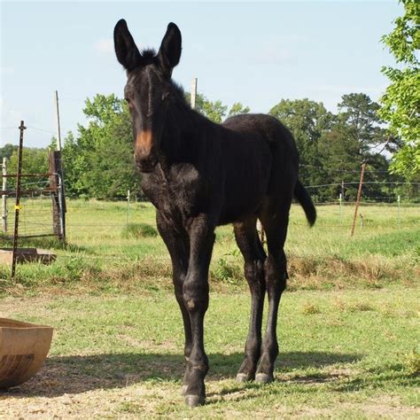 Huff's Mammoth Jackstock and Draft Mules - Horse Mules | Mules animal ...