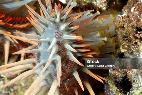 A Detail Of A Dangerous Crown Of Thorns Starfish Stock Photo Download