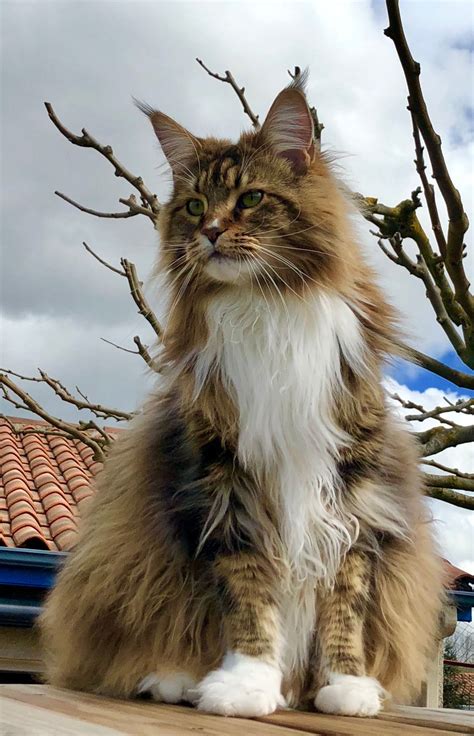 Maine coon personality traits – Artofit