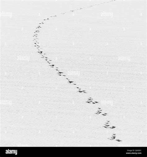 Animal Footprints In A Snow Field In Winter Hokkaido Japan Stock