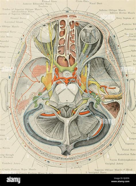 R J Last Anatomy | informacionpublica.svet.gob.gt