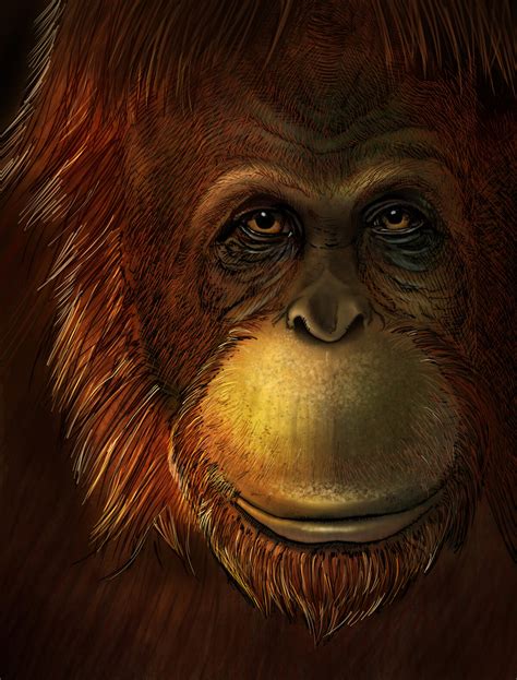 Extinct giant ape directly linked to the living orangutan