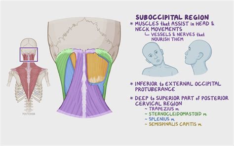 Video Anatomy Of The Suboccipital Region