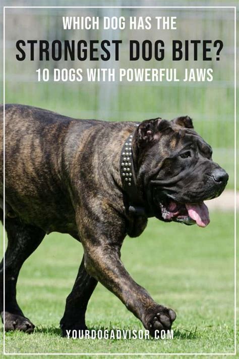 Which Dog Has The Strongest Dog Bite? 10 Dogs With Powerful Jaws | Your ...