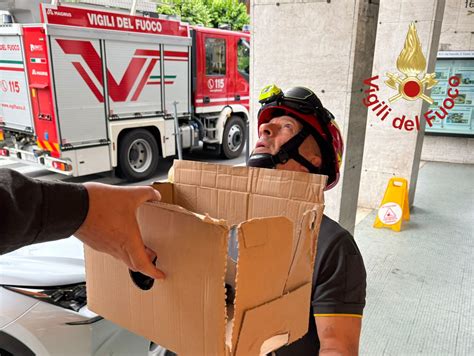 Cadono Dal Nido Arrivano I Vigili Del Fuoco Che Salvano Tre Rondini