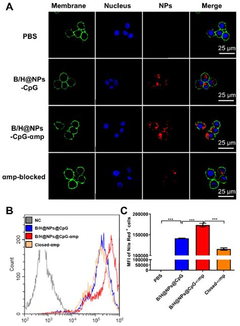 Nano Complexes Targeting Capacity To M Like Macrophages In Vitro