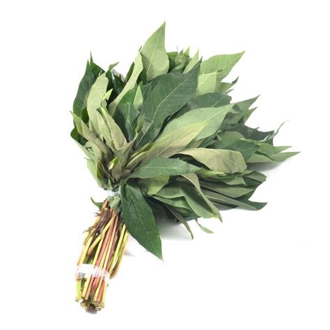 Jual Daun Singkong Segar Cassava Leaves Fresh Shopee Indonesia