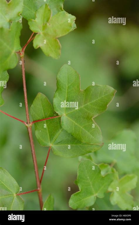 Montpellier Ahorn Acer Monspessulanum Fotos Und Bildmaterial In Hoher