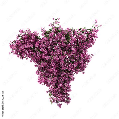 3d Rendering Of Bougainvillea Creeping Isolated Stock Illustration