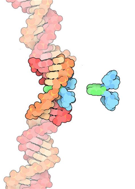 PDB 101 Molecule Of The Month Actinomycin