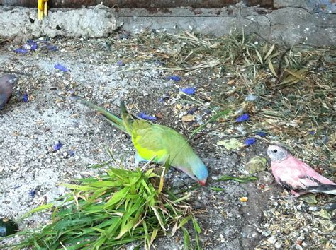 Parrot Breeding: Seeding Grasses