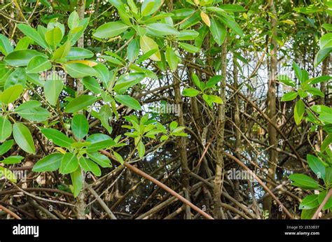 El Rbol De Manglar Nombre Nico Es Rhizophora Mangle En La Orilla