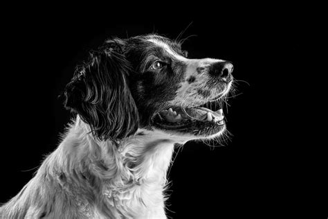 Pet And Dog Portrait Photographer The Portrait Company