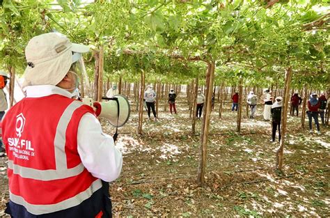 M S De Mil Trabajadores Fueron Formalizados En Ica En Lo Que Va Del