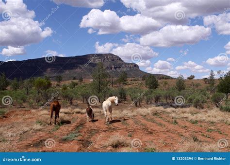 Wild Horses. Australia stock photo. Image of aborigine - 13203394