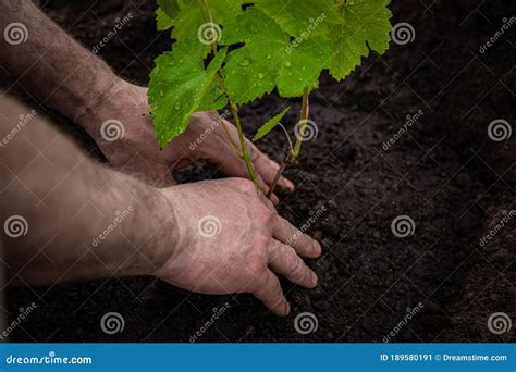 Planting A Young Grape Tree In The Ground Stock Image Image Of Grape