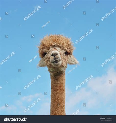 Shaggy Neck: Over 1,702 Royalty-Free Licensable Stock Photos | Shutterstock