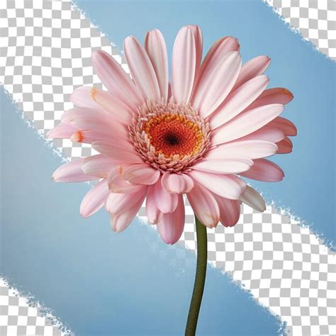 Premium Psd Transparent Background With Transvaal Daisy