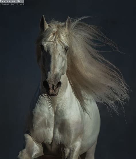 Pin Em Horses Cavalos Animais Cavalo Branco