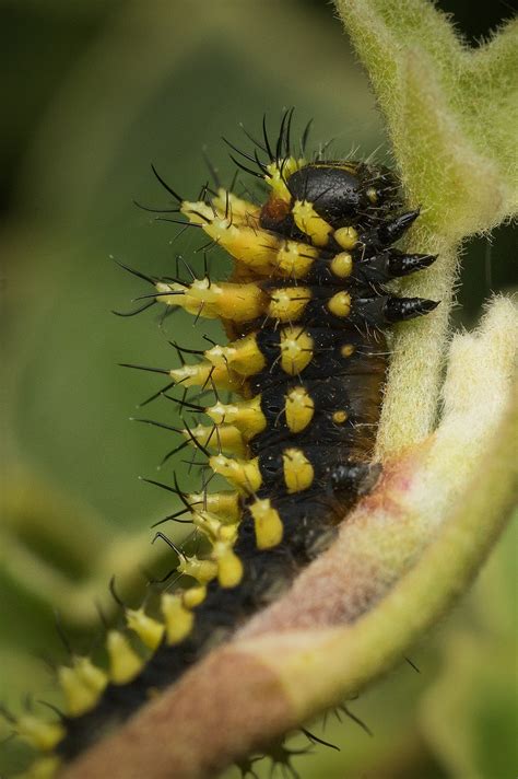 Madagascar Oruga Escarabajo Foto Gratis En Pixabay Pixabay