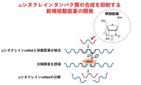 パーキンソン病の根本的治療に大きく近づく新規核酸医薬の開発 テック・アイ生命科学