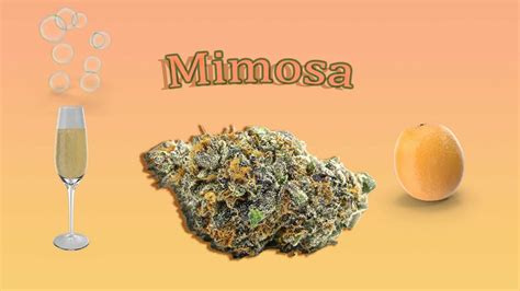 Mimosa - Phuket High Times