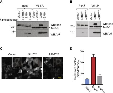 Target Identification For Small Molecule Discovery In The FOXO3a Tumor