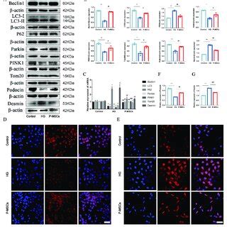 P Mscs Attenuated Hg Induced Podocyte Injury And Pink Parkin Mediated