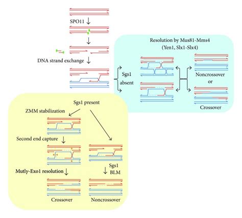 Homologous Recombination During Meiosis Meiotic Recombination Begins