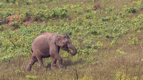 Baby Indian Elephant stock image. Image of family, maximus - 116200603