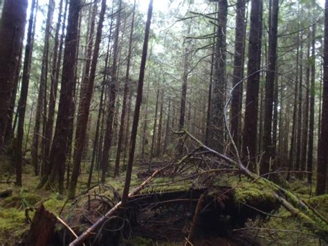 Old Abandoned Logging Road In The Heart Of British Columbias Forest