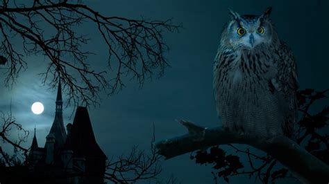 Owl On Full Moon Night Image Abyss