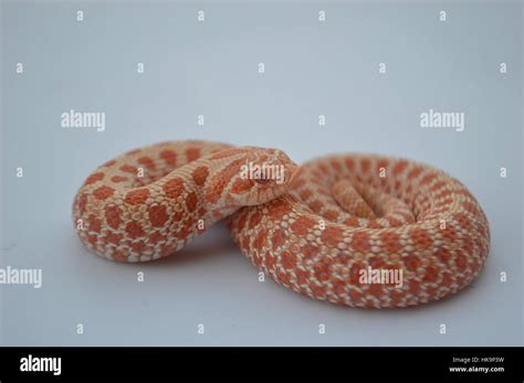 Albino Western Hognose Snake Stock Photo - Alamy