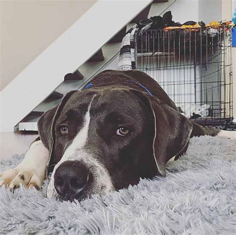Great Dane Pitbull Mix: A Hybrid To Amaze You