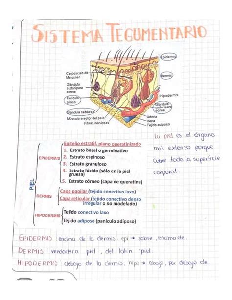 Sistema Tegumentario Nayelhi Reascos UDocz