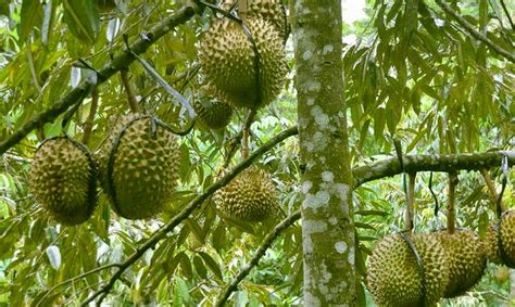 Panduan Lengkap Cara Budidaya Durian Montong Agar Cepat Berbuah Dan