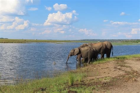 Going Green: The Ultimate Guide To A Sustainable Safari In Botswana