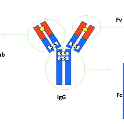 Antibody Fc