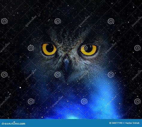 Eyes Eagle Owl Stock Photo - Image: 58877190