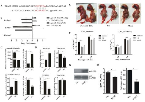 Ijms Free Full Text Common Micrornamrna Interactions In Different Newcastle Disease Virus