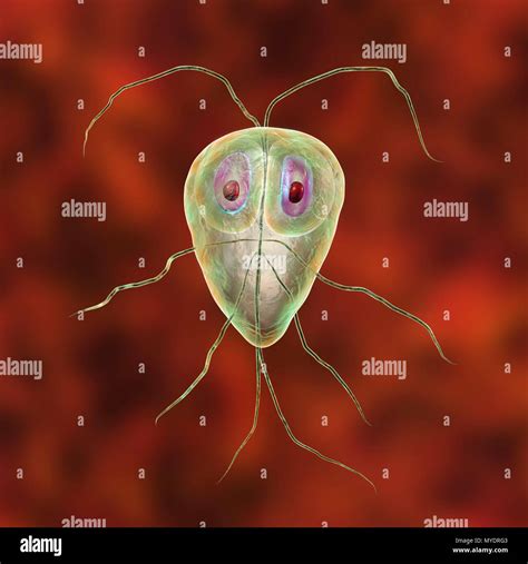 Giardia Lamblia Giardia Intestinalis Parasite Illustration De L | Hot Sex Picture