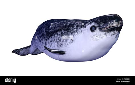 3d Rendering Of A Female Narwhal Or Monodon Monoceros Or Narwhale