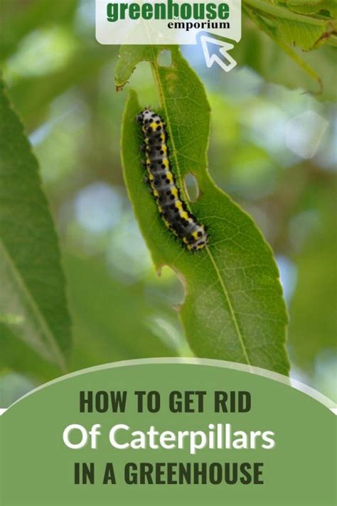 How To Get Rid Of Caterpillars Organic Pest Control